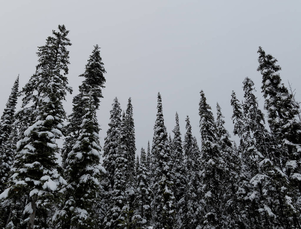 Snow Covered Pine Forest on a Foggy Day - Fotoğraf, Görsel
