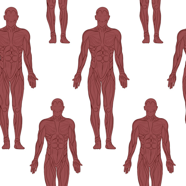 silhouettes of human bodies with muscles - Vector, Image
