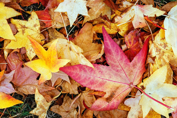 Foglie secche in autunno
 - Foto, immagini