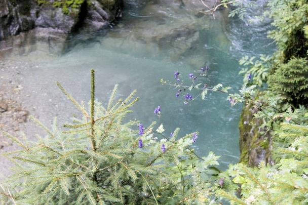 Νερό χείμαρρους μέσω Stanghe, μια χαραμάδα σε ρίζες κοντά σε Μπολζάνο της Βόρειας Ιταλίας - Φωτογραφία, εικόνα
