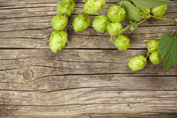 Fresh green hops - Photo, Image