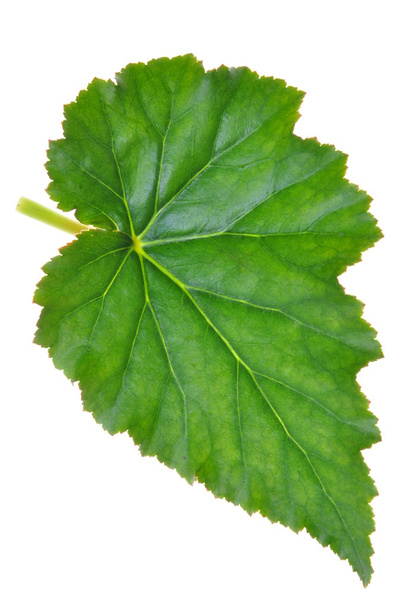 Green leaf begonia isolated on white background - Photo, Image