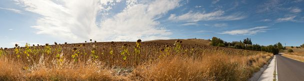 Beautiful panoramic photo of road through Sierra de Grazalema Natural Park. On the road. Blue cloudy sky. Sunflower fields. Amazing scenery. Andalusia. Spain. - Zdjęcie, obraz