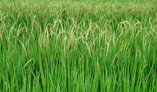 Падди рис в поле - Фото, изображение