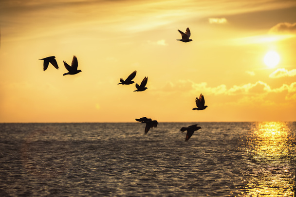 Krásný východ slunce a létající ptáci nad mořem - Fotografie, Obrázek