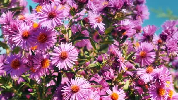 Blumen im Garten 4k - Filmmaterial, Video