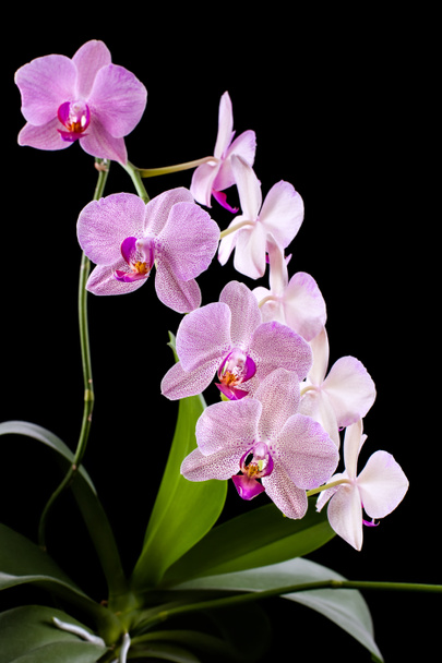 orkidea - Valokuva, kuva