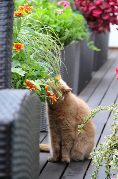 Moderna terraza con gato y flores
 - Foto, Imagen