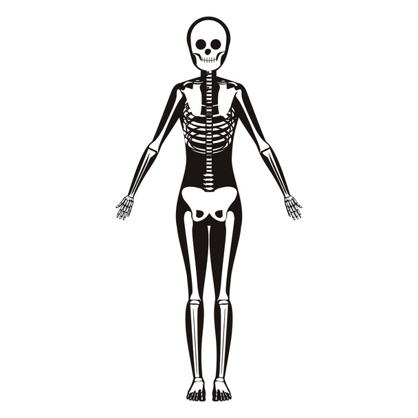 silhouette woman system bone with bone - Vector, Image