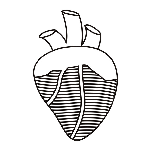 contour heart with valves and veins - Vector, Image