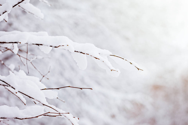 Winter background of branchs tree under the snow in a cold day. - 写真・画像