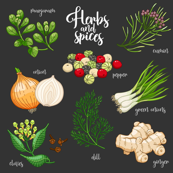 Spices and herbs vector set. Colored on dark - Vector, Image