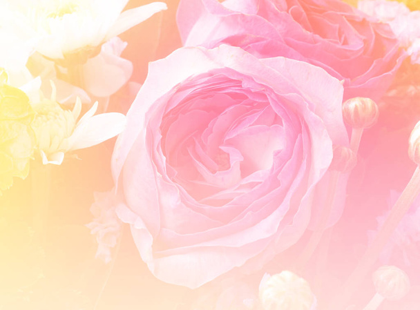 rosa rosa flor fondo - Foto, imagen
