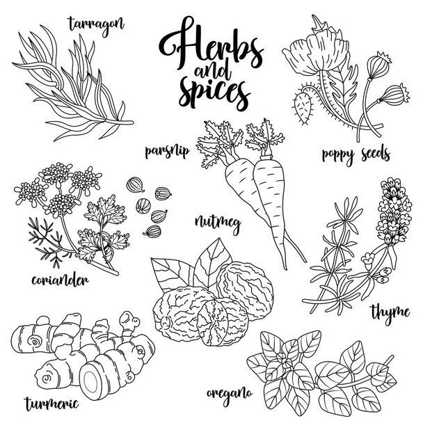 Spices and herbs vector set. Contour on white - Vector, Image