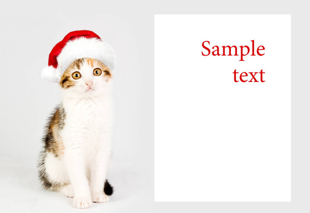 Kitten in a red santa hat and Banner - Fotografie, Obrázek