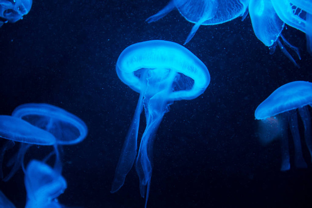 underwater image of jelly fish - Foto, immagini