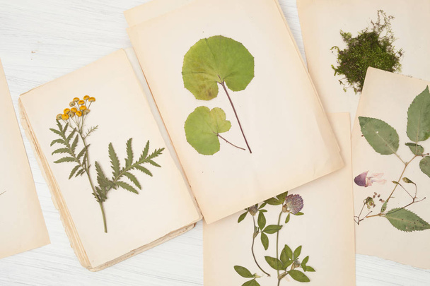  herbarium of flowers and grasses, tansy - Фото, изображение