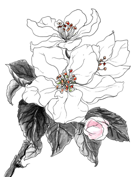 apple flowers in blossom on white - 写真・画像