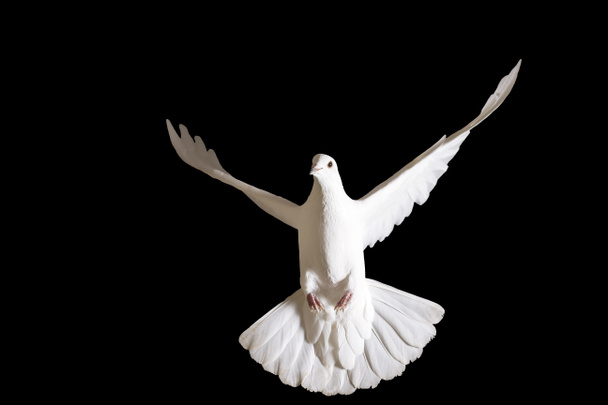 Friedenstaube fliegt isoliert auf schwarz - Foto, Bild