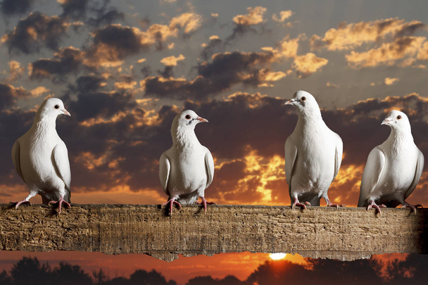postal pigeons sitting on the fence  the background of beautiful sunrise - Photo, Image