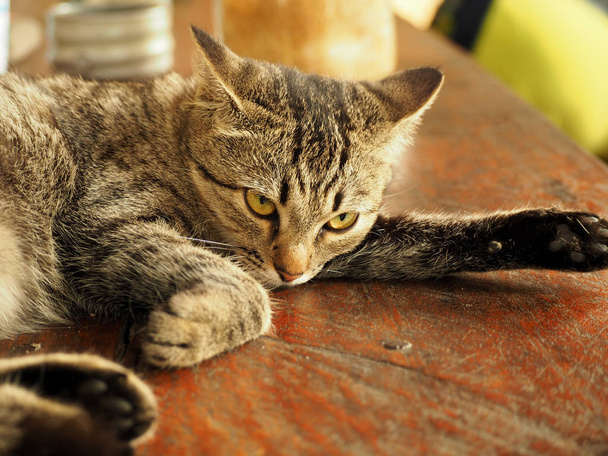 Close up laying tabby cat - Photo, Image