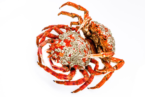 Spider Crab - Photo, Image