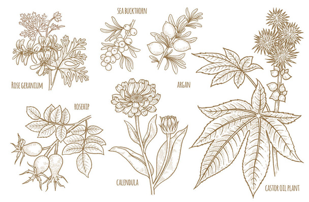 Set of vector images of medical plants. - Vetor, Imagem