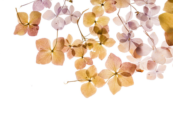 dry hydrangea flowers  - Fotó, kép