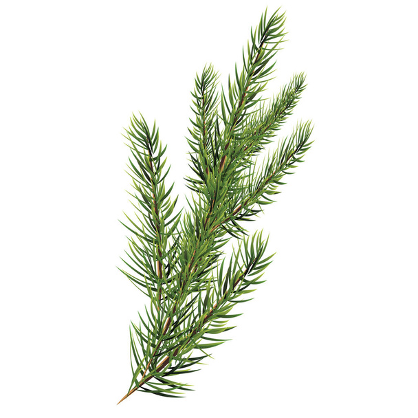 Spruce branches. Christmas tree branch. Vector Vector - Vector, Image