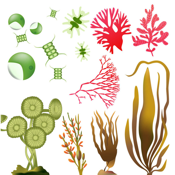 underwater Algae seaweed elements vector - Vetor, Imagem
