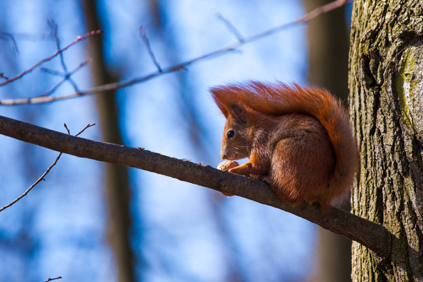 Cute little squirrel on the tree - Photo, Image