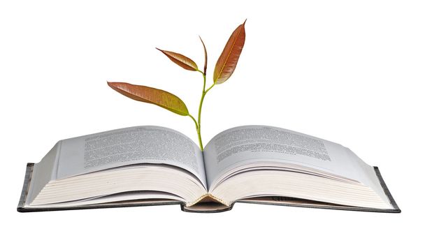 Açık kitap büyüyen ağacı - Fotoğraf, Görsel