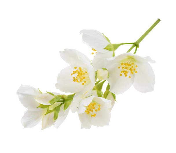elszigetelt fehér jázmin virág - Fotó, kép