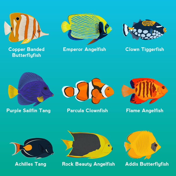 Коллекция тропических рыб
   - Вектор,изображение