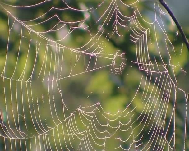 Dewy cobweb hanging on branches of a tree swinging in the wind. - Footage, Video