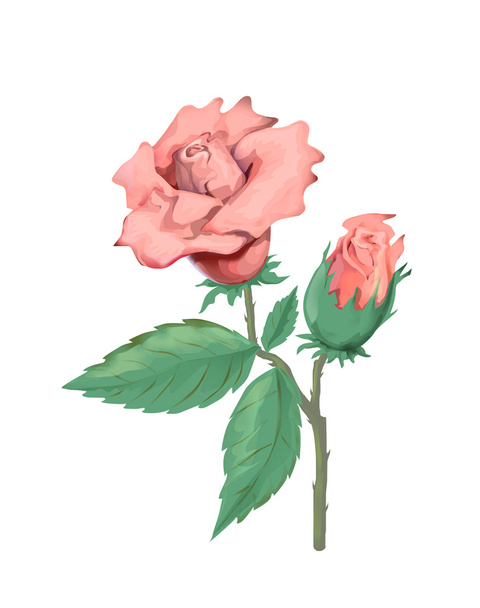 Rose illustration - Zdjęcie, obraz