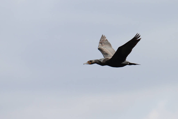 Un cormorán de doble pecho volando con un cielo azul
 - Foto, Imagen