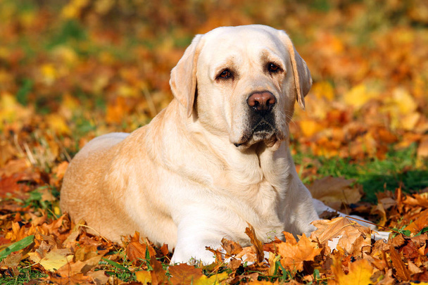 keltainen labradorinnoutaja puistossa syksyllä
 - Valokuva, kuva
