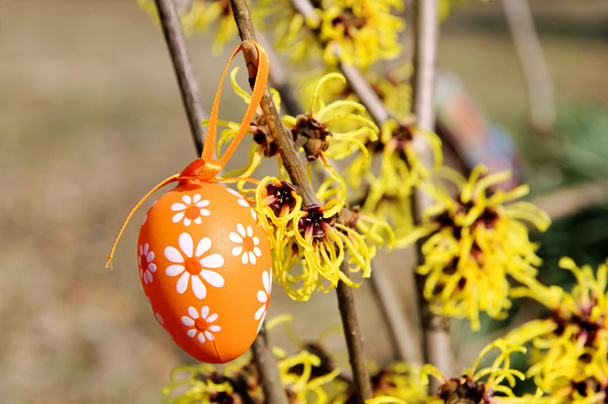 Osterstrauch Hamamelis - hamamelis pensas pääsiäisenä aika 04
 - Valokuva, kuva