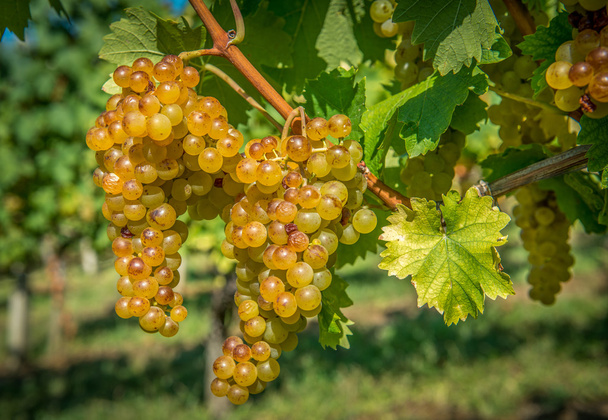 Gold Grapes on the Vine - Photo, Image