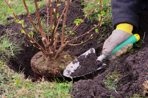 Strauch einpflanzen - planting a shrub 14 - Foto, afbeelding