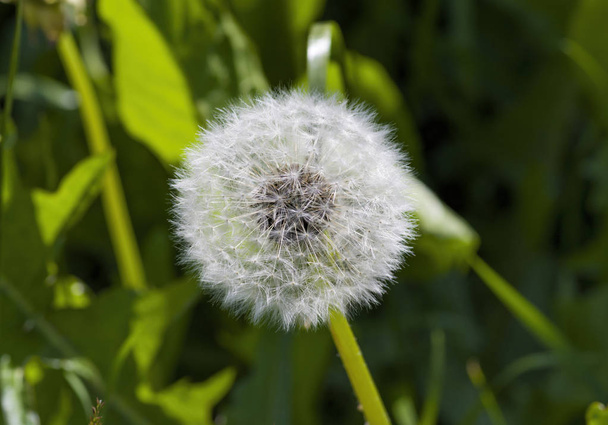 White dandelion on a green stalk - Фото, изображение