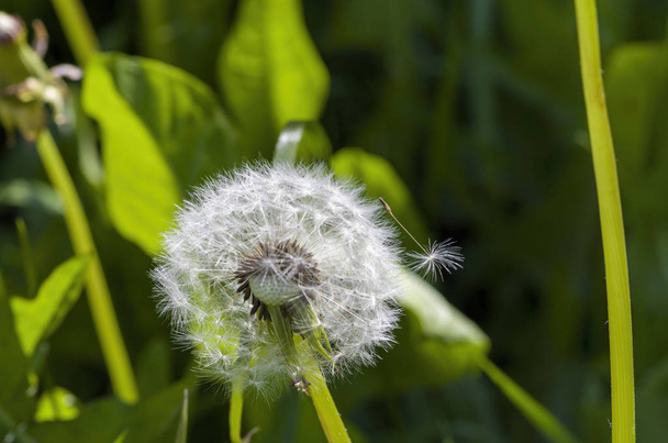 White dandelion on a green stalk - Foto, Imagem