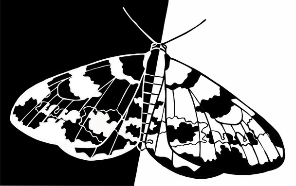 Moth - Vector, Image
