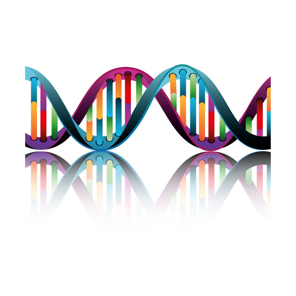 Молекулярної структури ДНК - Вектор, зображення