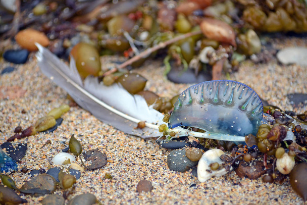 Washed up on the beach - Photo, Image