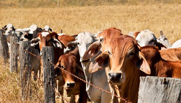 Barb wire omheining beteugeling van koeien op ranch - Foto, afbeelding