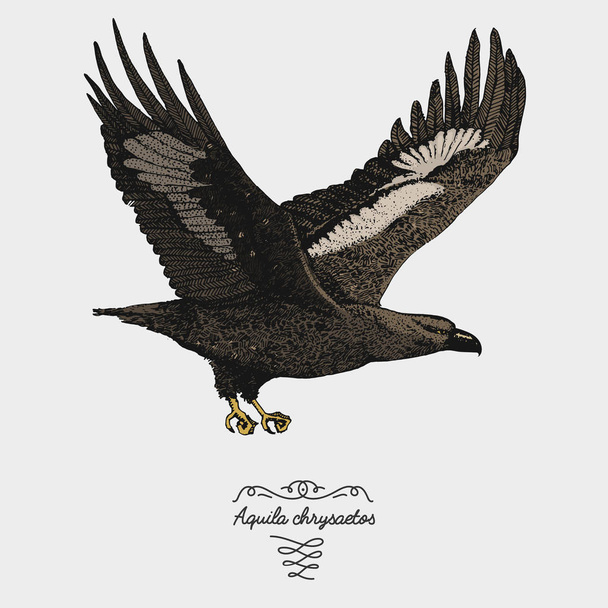 рука намальована векторна реалістична птах, ескізний графічний стиль
, - Вектор, зображення