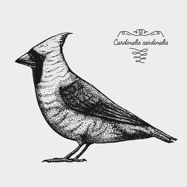 hand drawn vector realistic bird, sketch graphic style, red cardinal, cardinalis - Vector, Image