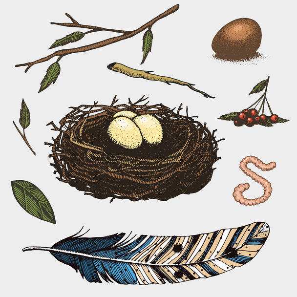set of hand drawn nest. leaves. berry. egg and food for birds - Vector, Image